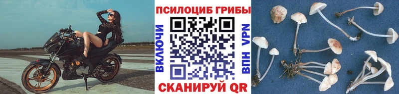 блэк спрут зеркало  Геленджик  Псилоцибиновые грибы мухоморы  наркота 